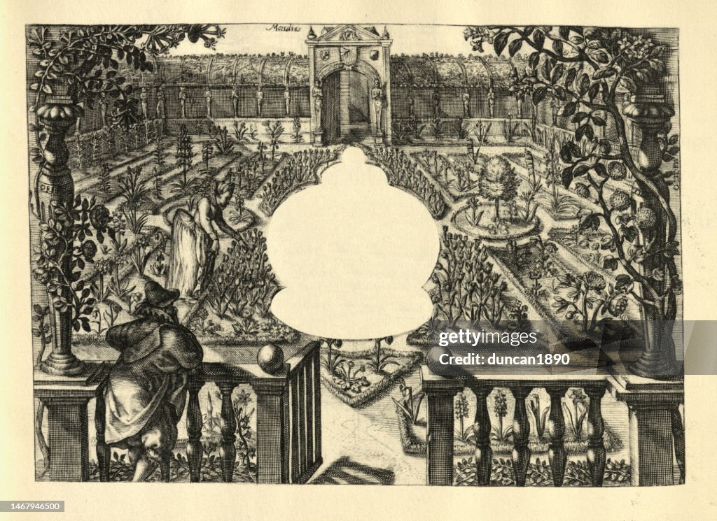 Vintage illustration Woman looking at flowers, tulips, in Landscaped garden, Dutch, 17th Century walled gardens