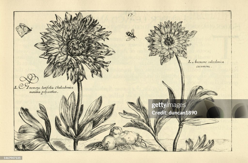 Botanical art print of Broad leaved anemone, Chalcedonica maxima, Chalcedonica cacumeni, Flower, from Hortus Floridus by Crispin de Passe, 17th Century