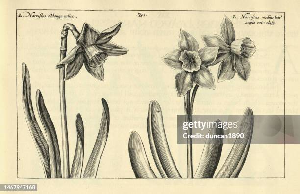 botanical art print of broad leaved narcissus, daffodil, from hortus floridus by crispin de passe, vintage illustration - daffodil 幅插畫檔、美工圖案、卡通及圖標