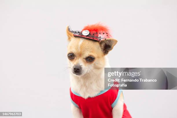 dog portrait with hat - diadem stockfoto's en -beelden