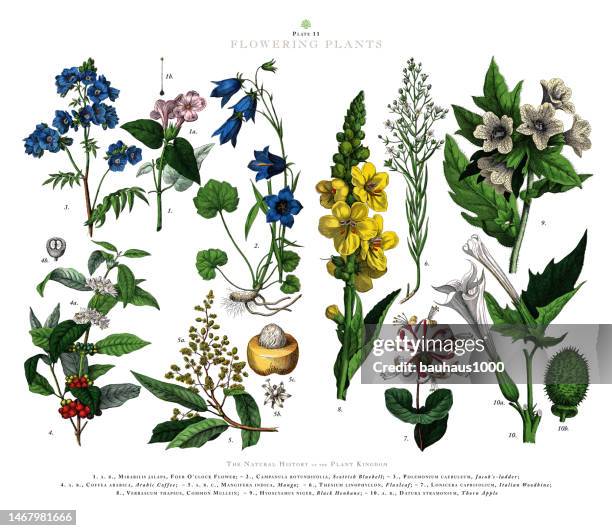 ilustraciones, imágenes clip art, dibujos animados e iconos de stock de grabado antiguo, plantas con flores, reino vegetal, ilustración botánica victoriana, circa 1853 - blue flower