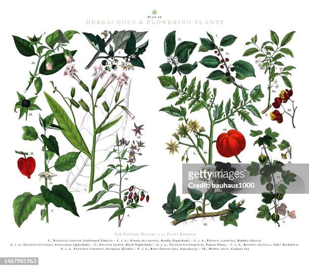 antike gravur, krautige und blühende pflanzen, pflanzenreich, viktorianische botanische illustration, um 1853 - tomato plant stock-grafiken, -clipart, -cartoons und -symbole