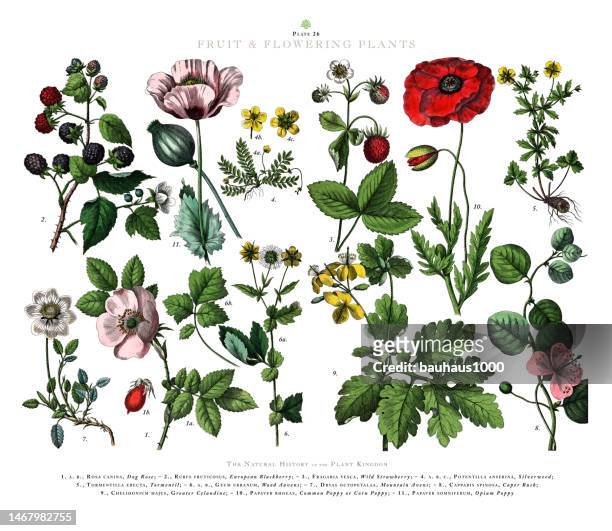 antique engraving, fruit and flowering plants, plant kingdom, victorian botanical illustration, circa 1853 - caper stock illustrations