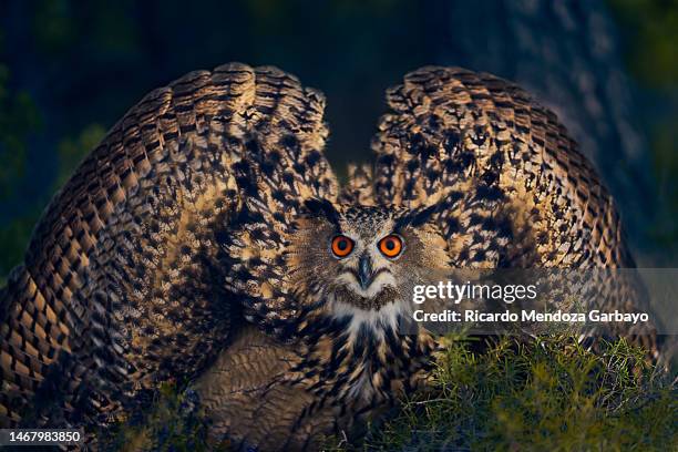 eagle owl with outstretched wings - eurasian eagle owl stock pictures, royalty-free photos & images