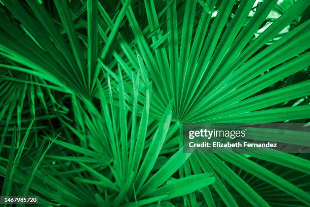 saw palmetto palm (serenoa repens) - blattlaus stock-fotos und bilder