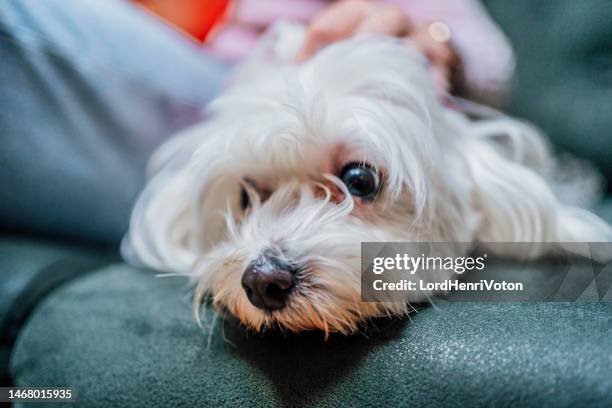 maltese dog lying on the sofa - maltese dog stock pictures, royalty-free photos & images