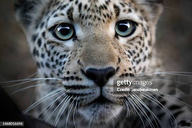 animal leopard wildlife africa predator wilderness savanna nature safari kruger botswana - leopard face stockfoto's en -beelden