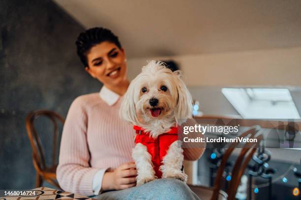 woman with her maltese dog - maltese dog stock pictures, royalty-free photos & images