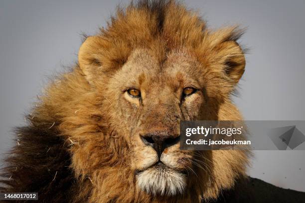 tierlöwe könig tierwelt afrika safari savanne wildnis natur raubtier mähne männliche gefahr - animal face stock-fotos und bilder