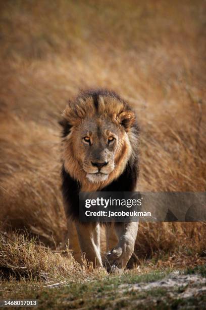 animal lion wildlife africa predator danger wilderness safari savanna botswana okavango delta kruger nature - lejon bildbanksfoton och bilder