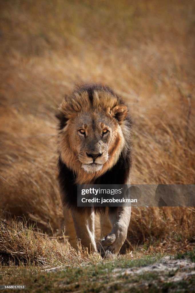 Animal lion wildlife Africa predator danger wilderness safari savanna Botswana Okavango Delta Kruger nature