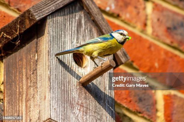 bluetit bird in birdbox with food in mouth - birdhouse stock pictures, royalty-free photos & images