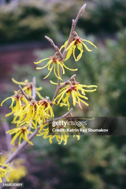 yellow blooms of witch hazel and blue skies - hamamelis stock-fotos und bilder