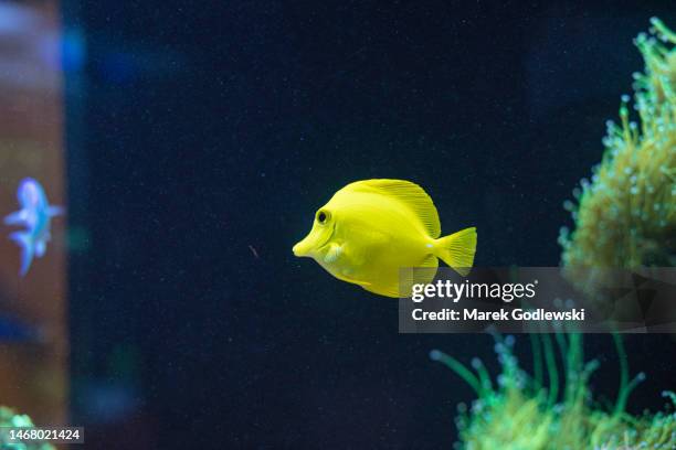 yellow tang fish - soft coral stock-fotos und bilder