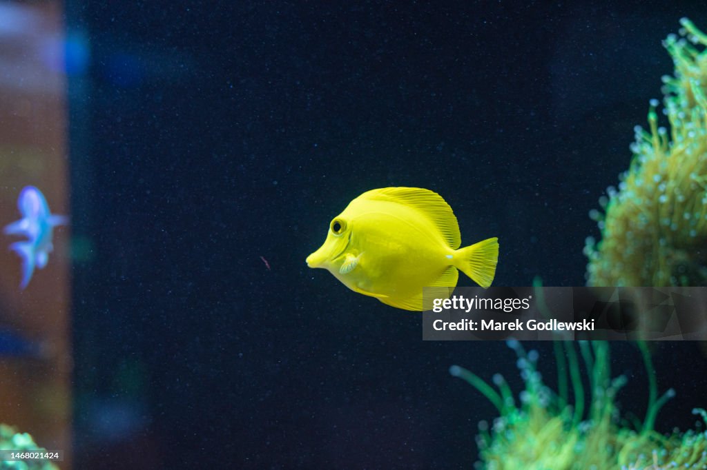 Yellow Tang fish