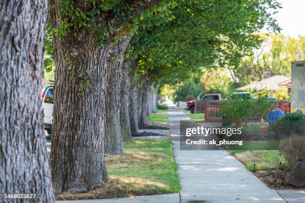 beautiful line of tree along side walk - verwaltungsbezirk santa clara county kalifornien stock-fotos und bilder