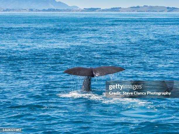 sperm whale - kaikoura stock pictures, royalty-free photos & images