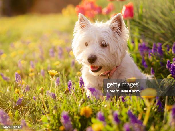 westie dog enjoying spring tulip field - west highland white terrier stock pictures, royalty-free photos & images