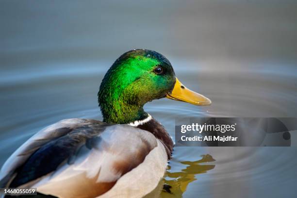 male mallard duck - downy duck ストックフォトと画像