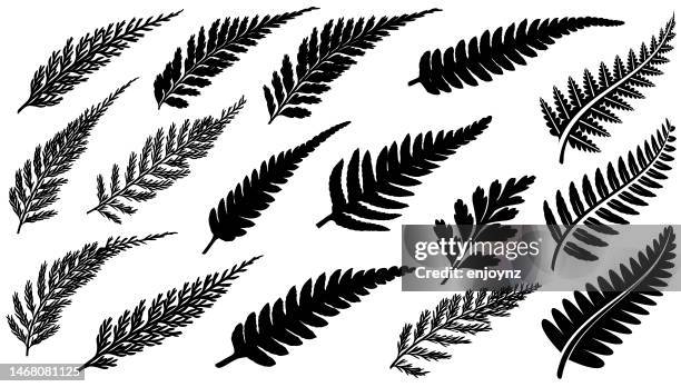 stockillustraties, clipart, cartoons en iconen met new zealand fern vectors - varen
