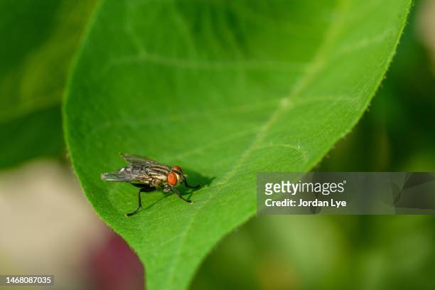 fly,  close-up of insect on leaf - hairy asian stock pictures, royalty-free photos & images
