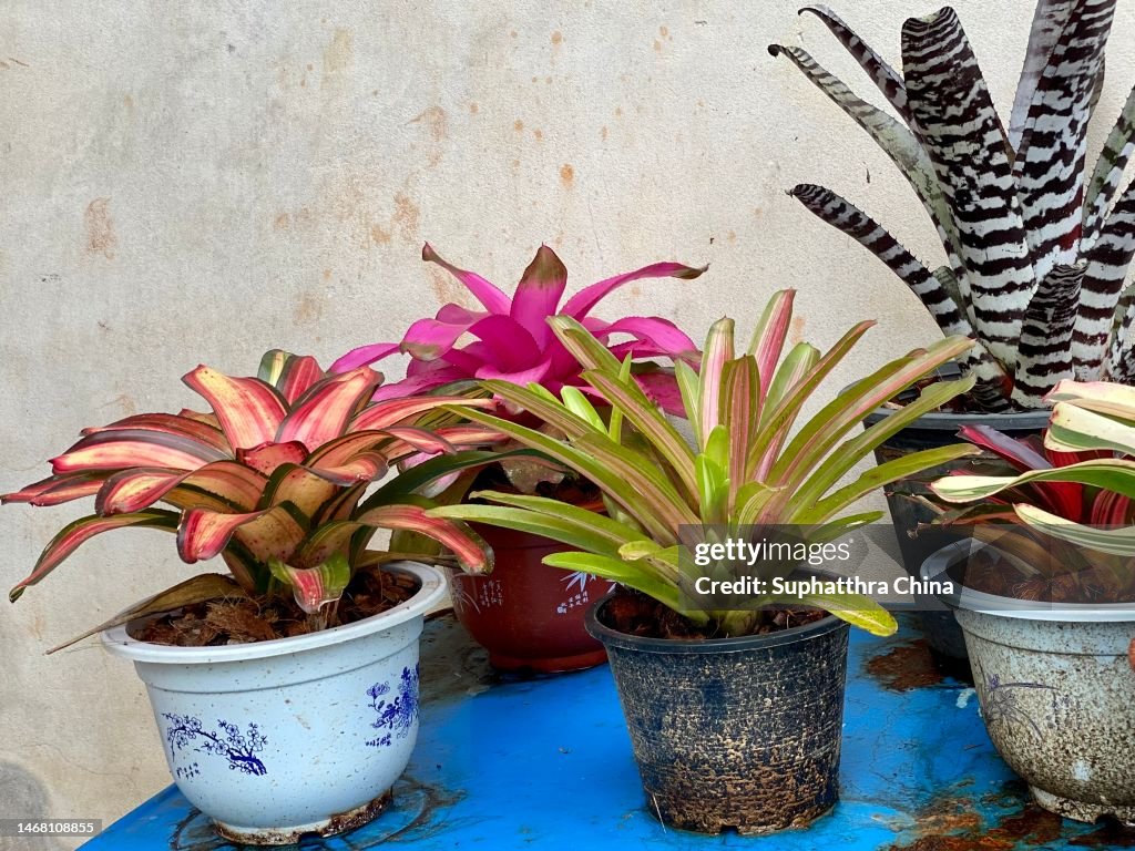 Bromeliad plant in pot