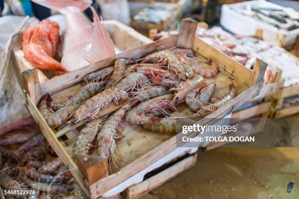 fish store - stor räka bildbanksfoton och bilder