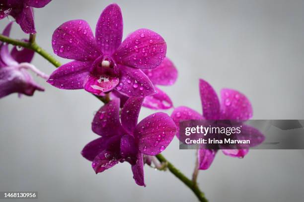 purple orchid flower blooming in the rain - orchids of asia stock pictures, royalty-free photos & images