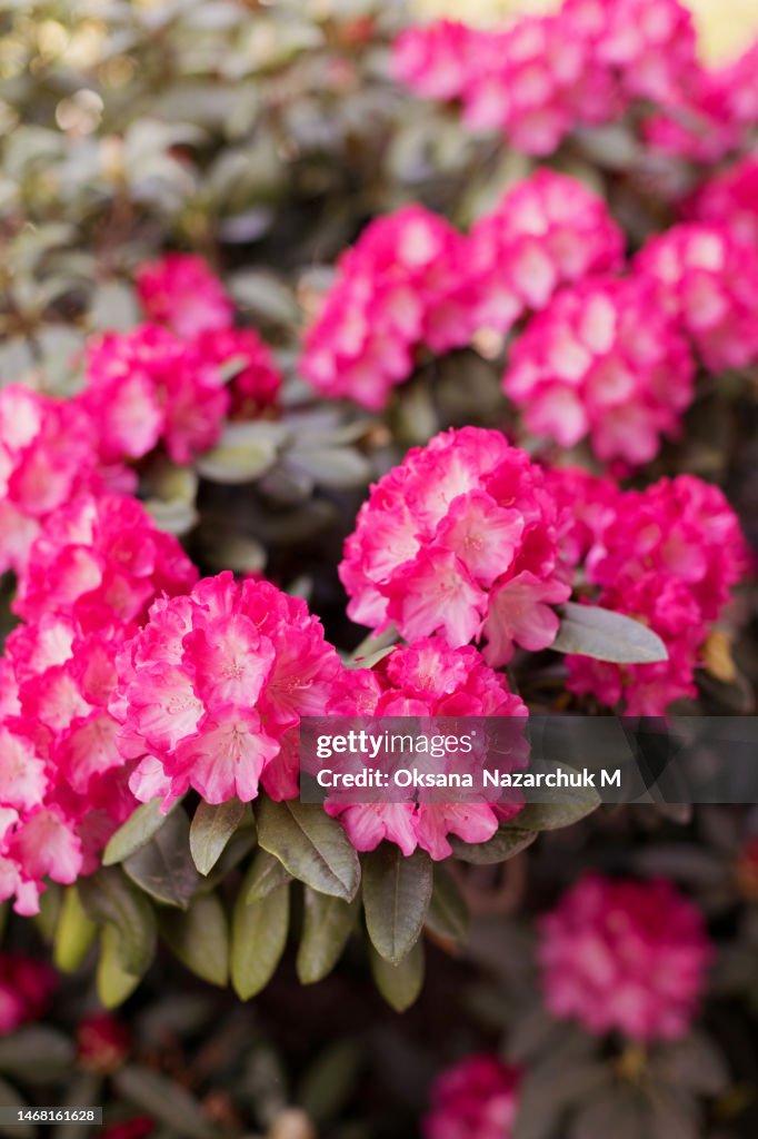 Pink Rhodos Pink Rhododendron Bush Flowers Close Up High-Res Stock Photo - Getty Images