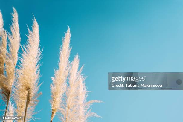 dry fluffy pampas grass against the blue sky. design blank with copy space. - pampas grass stock-fotos und bilder