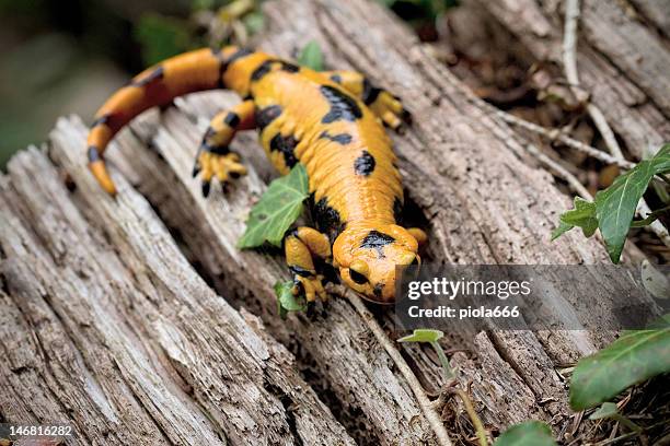 fire salamander - fire salamander stock pictures, royalty-free photos & images