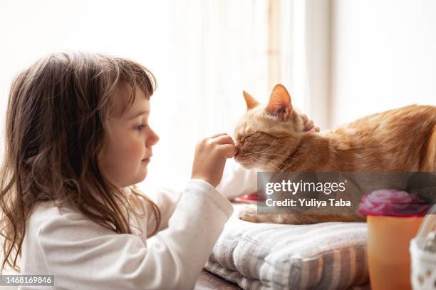 cute baby girl with cat pet touch the nose of a ginger cat. little kid with cat near window. - liberty mutual insurance stock pictures, royalty-free photos & images