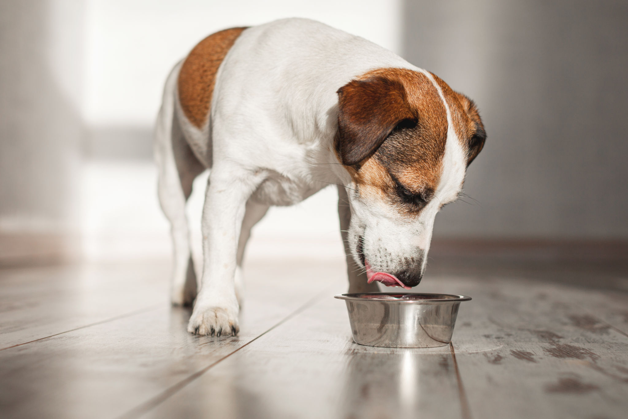 dog eating food