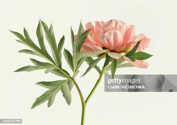 pretty pink peony flower bloom at light background - peony stock pictures, royalty-free photos & images