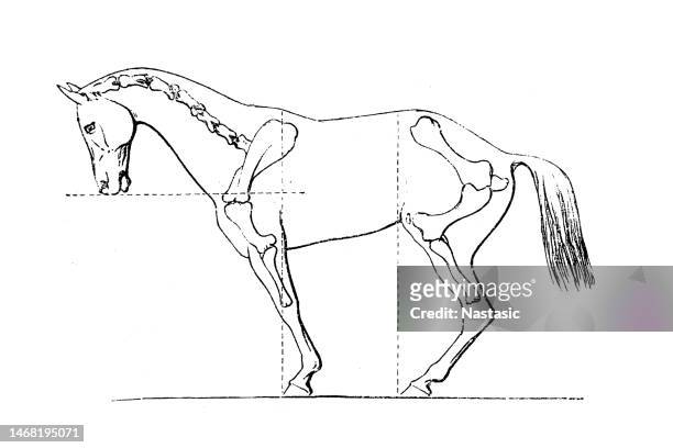 illustrations, cliparts, dessins animés et icônes de anatomie du cheval, squelette du cheval - partie du corps d'un animal