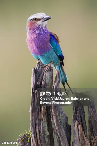 amazing vertical of colorful lilac breasted roller in maasai mara, kenya - lilabröstad blåkråka bildbanksfoton och bilder