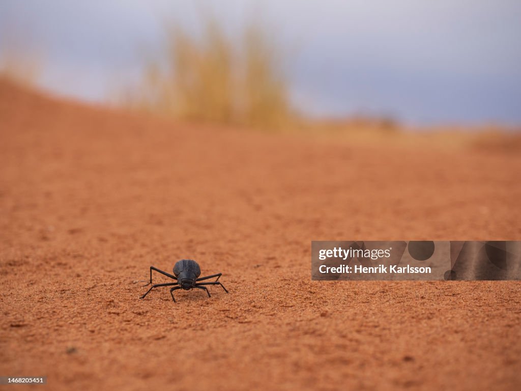 Toktokkie beetle (Tenebrionidae) in sand dune Namib Rand Nature Reserve