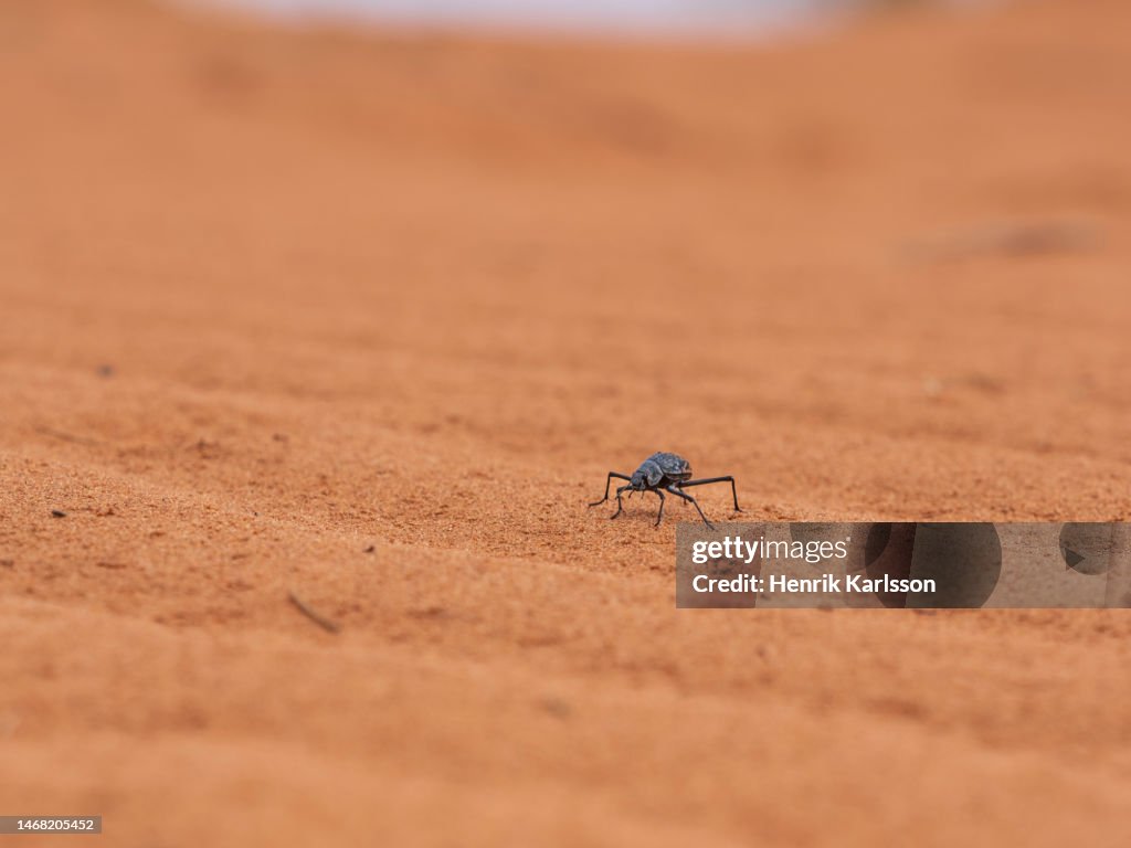 Toktokkie beetle (Tenebrionidae) in sand dune Namib Rand Nature Reserve