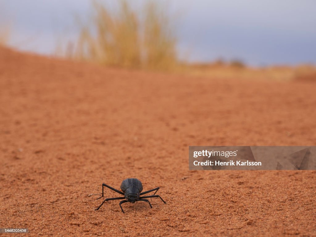 Toktokkie beetle (Tenebrionidae) in sand dune Namib Rand Nature Reserve