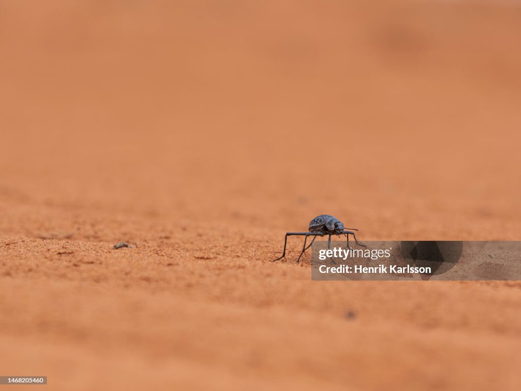 Toktokkie beetle (Tenebrionidae) in sand dune Namib Rand Nature Reserve