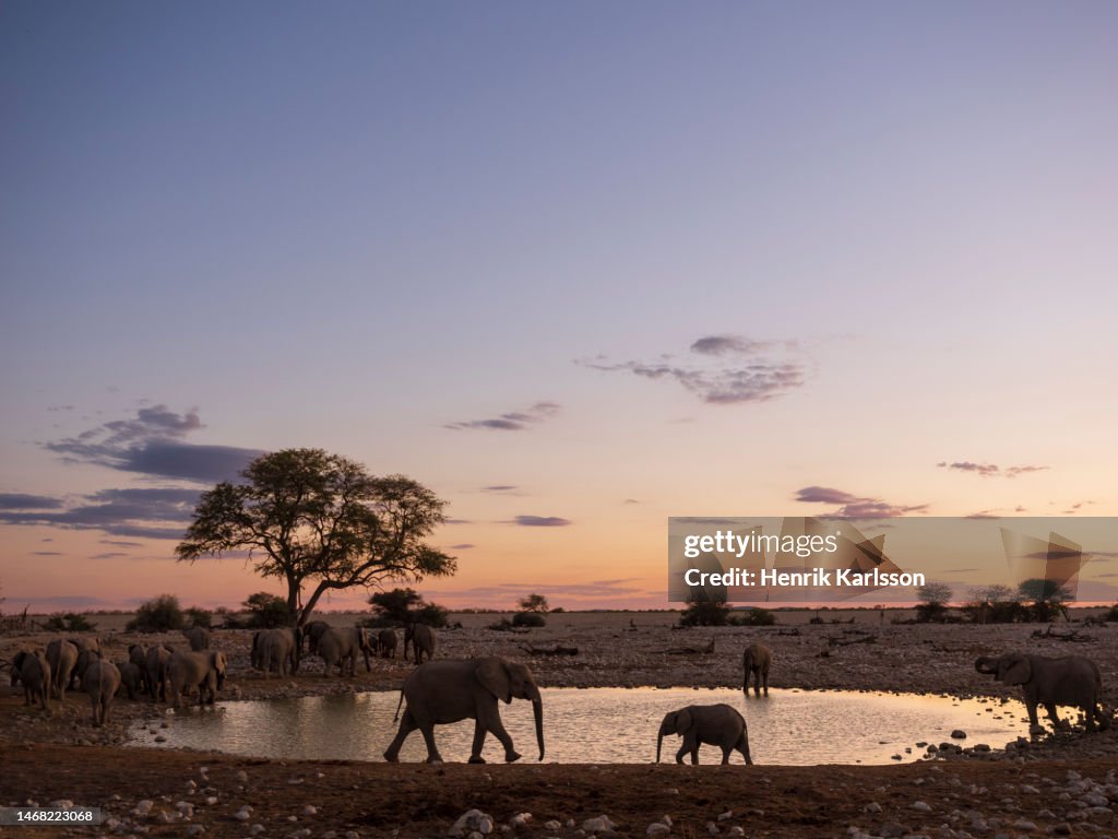 African bush elephant (Loxodonta africana) in Etosha National Park