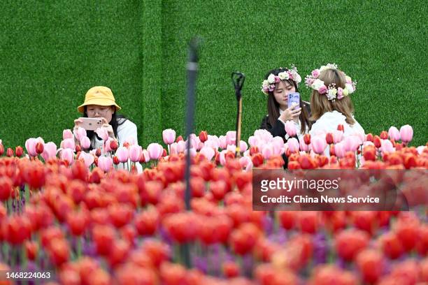 Tourist poses for a photo among tulip flowers at a wetland park on February 21, 2023 in Kunming, Yunnan Province of China.