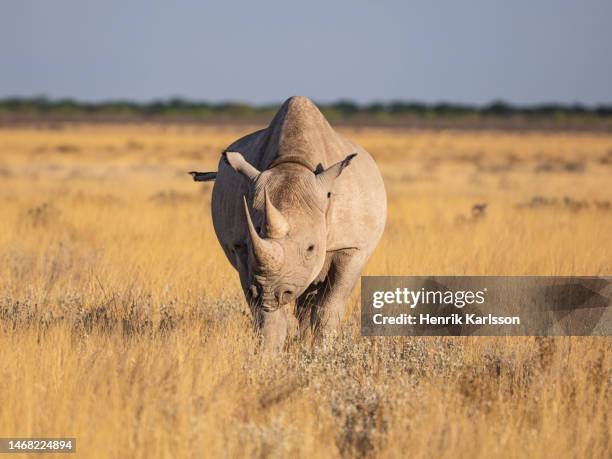 black rhinoceros (diceros bicornis) in grassland, etosha national park - rhinos stock pictures, royalty-free photos & images