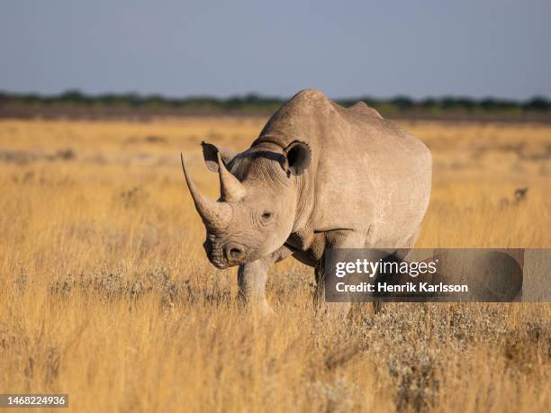 black rhinoceros (diceros bicornis) in grassland, etosha national park - 絶滅危惧種 ストックフォトと画像