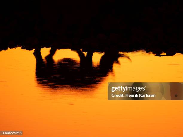 black rhinoceros (diceros bicornis) reflection in water at sunset in etosha national park - rhinoceros silhouette stock pictures, royalty-free photos & images