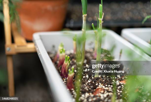 shallots planted in pot - shallot stock pictures, royalty-free photos & images