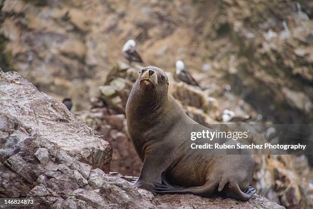 sea lion - zeeleeuw stockfoto's en -beelden