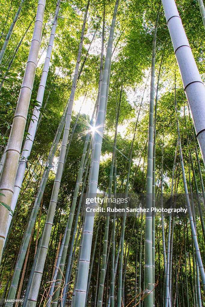 Bambu Rise Tree Bambu Trees High-Res Stock Photo - Getty Images
