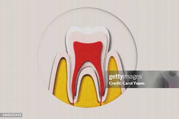 conceptual image of anatomical teeth made of felt - dentition humaine photos et images de collection