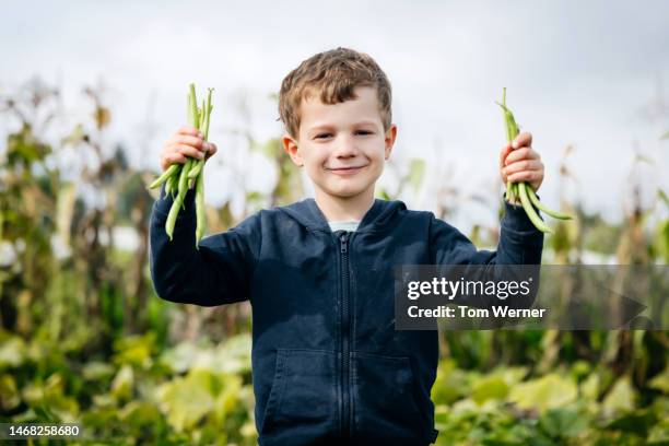 young boy holding organic green beans - sperzieboon stockfoto's en -beelden